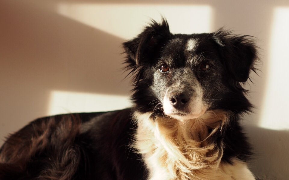 Border collie pets portrait