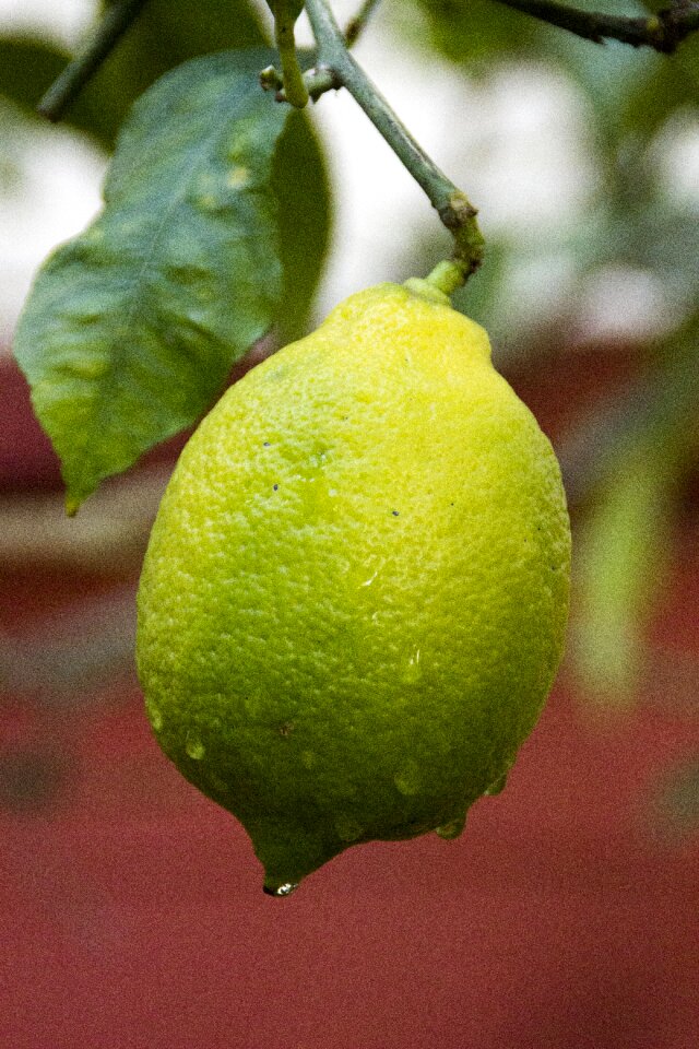 Fruit tree green nature