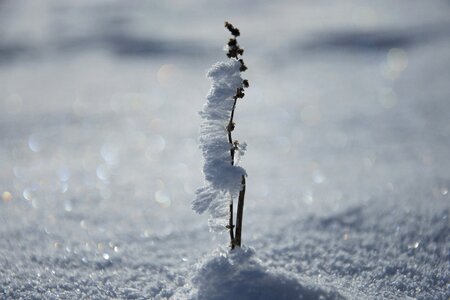 Cold white winter