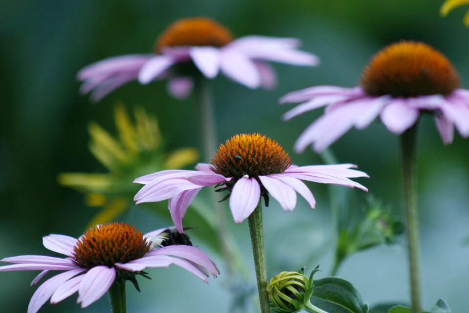 Marguerite flower petals