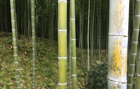 Asia green tree