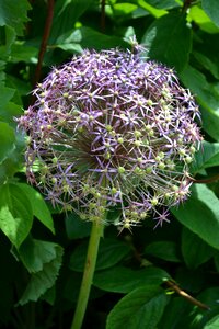 Ball plant ornamental photo