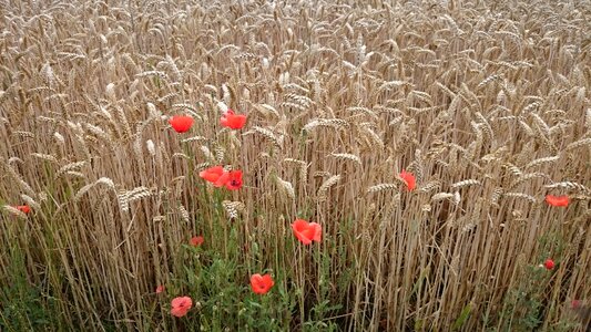 Poppy lonely unique
