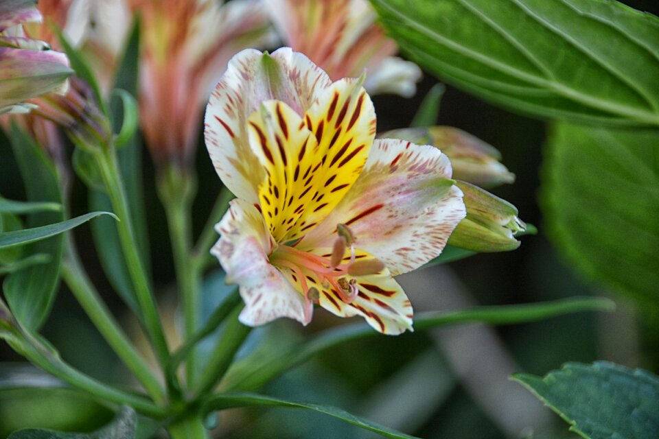 Botany garden flowering