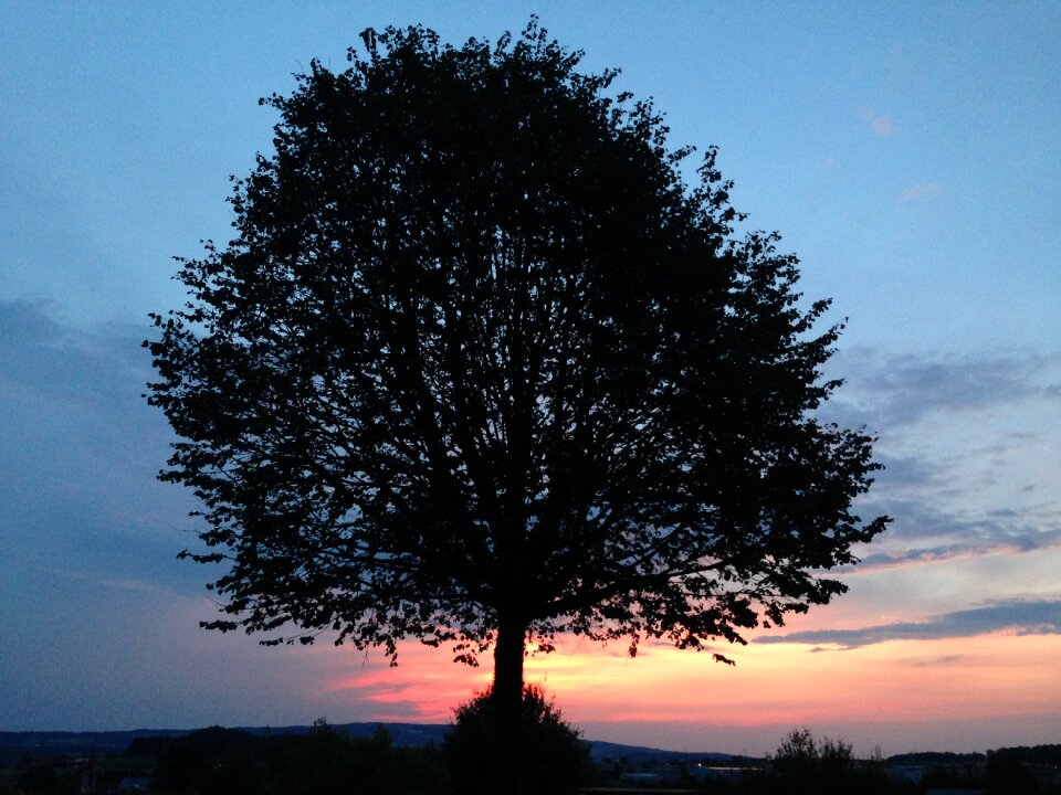 Evening abendstimmung green tree