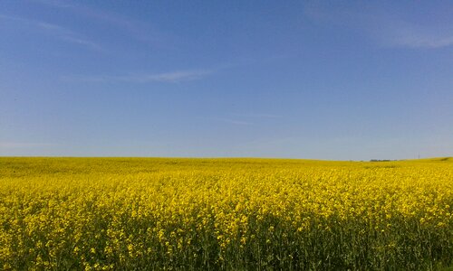 Summer yellow landscape