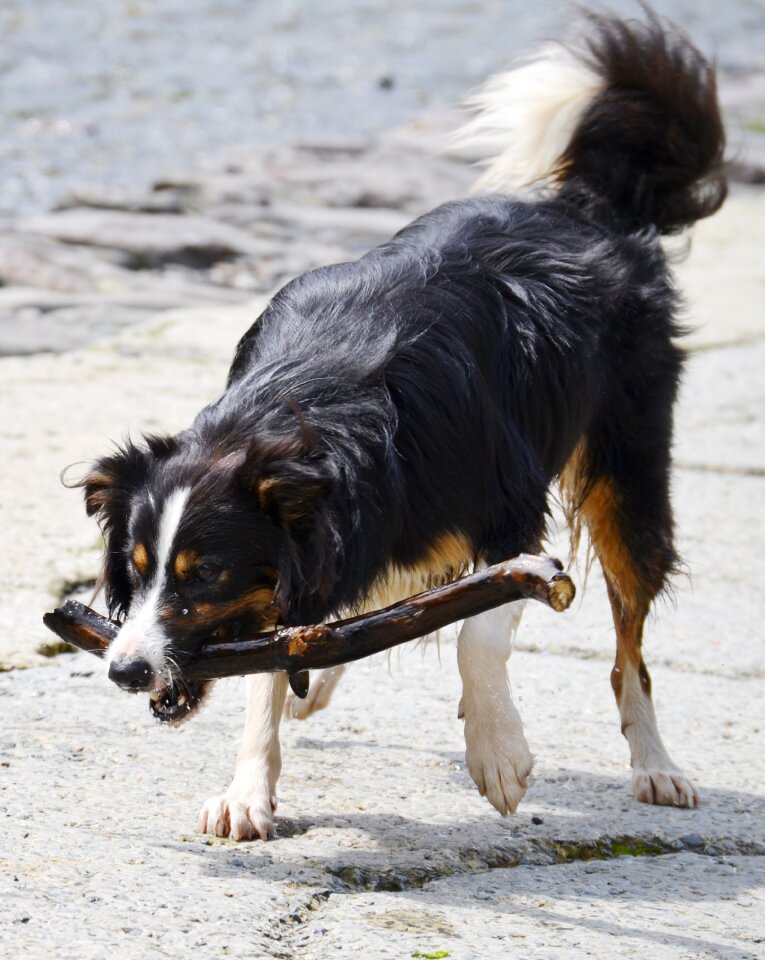 Collie tricolour pet