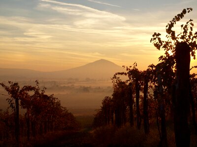 Mountain vineyard landscape