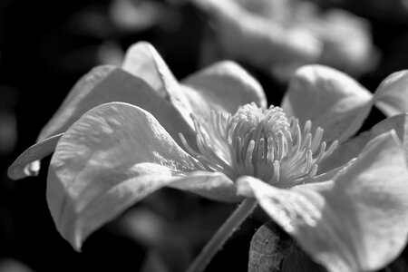 Plant black and white clematis photo