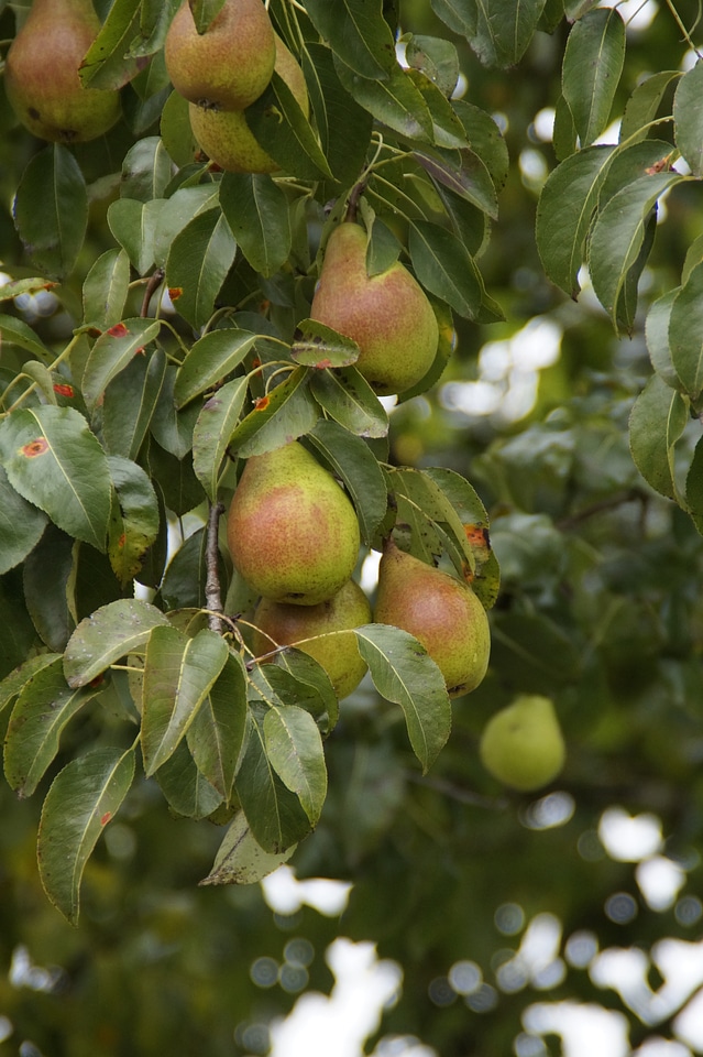 Ripe fruits fruit