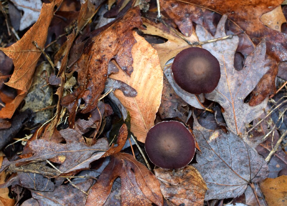 Forest floor winter january
