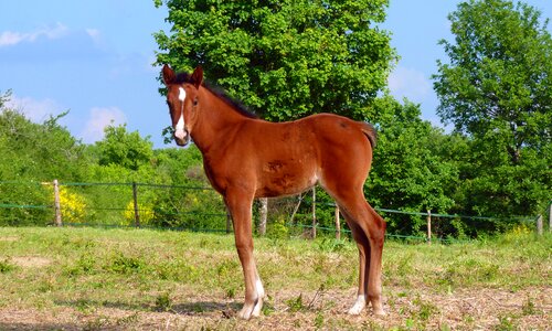 Breeding horses arabic breeding