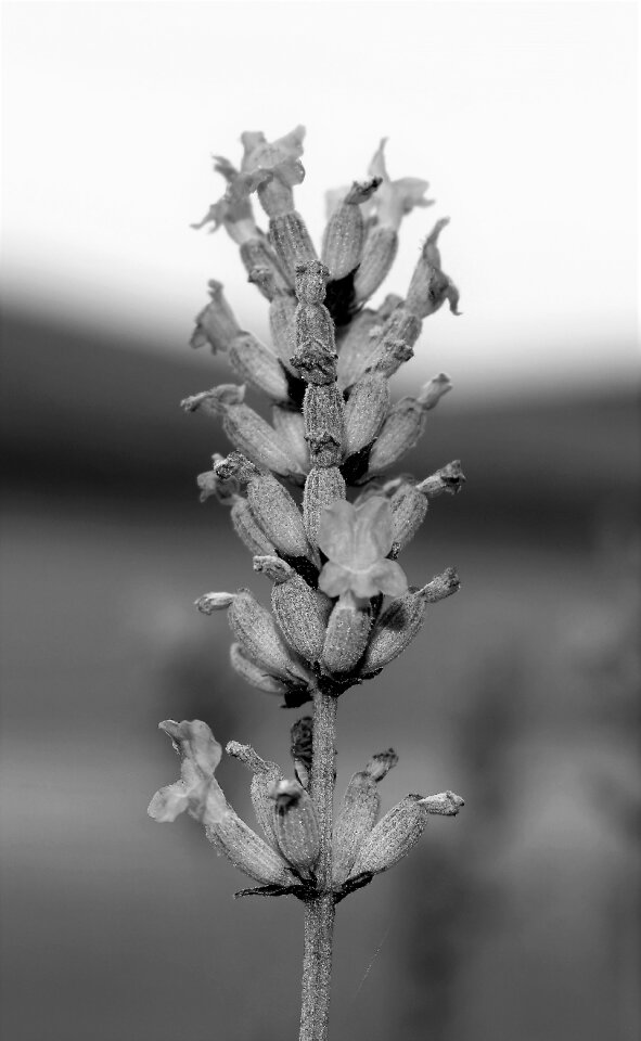 Spice black and white nature photo