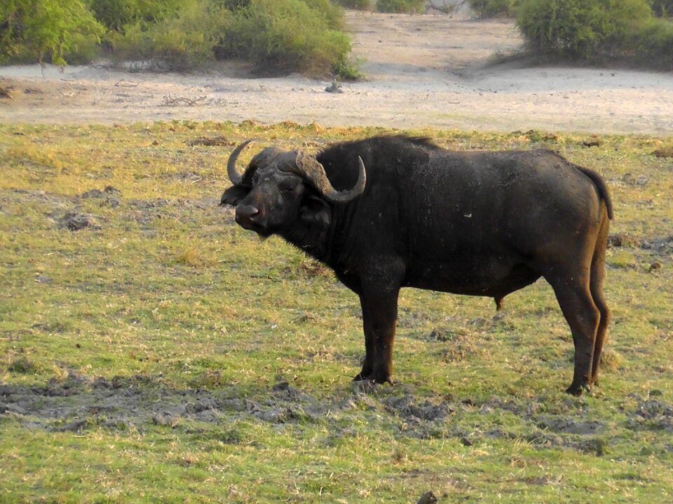 Animal africa safari