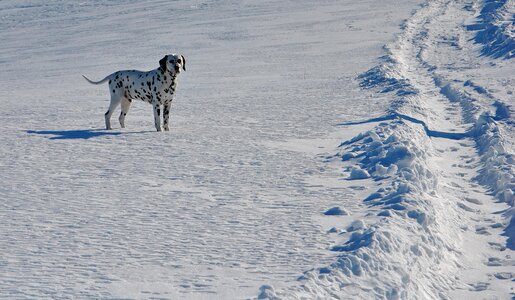 Dalmatian cold frost
