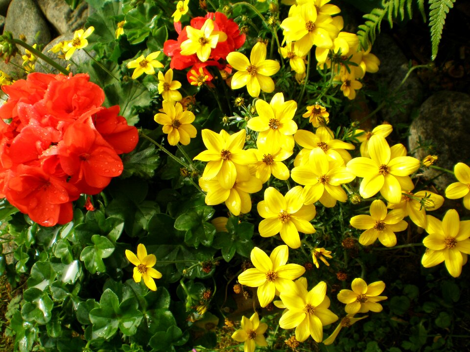 Nature yellow flower