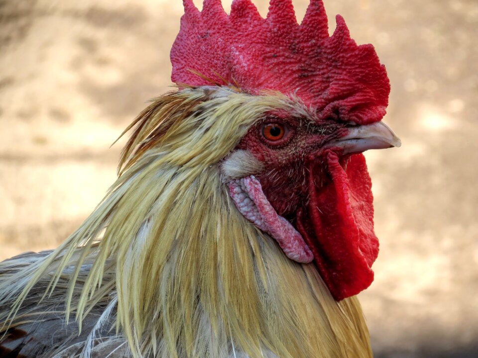 Farm colorful animal