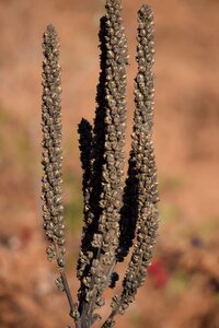 Seeds autumn nature