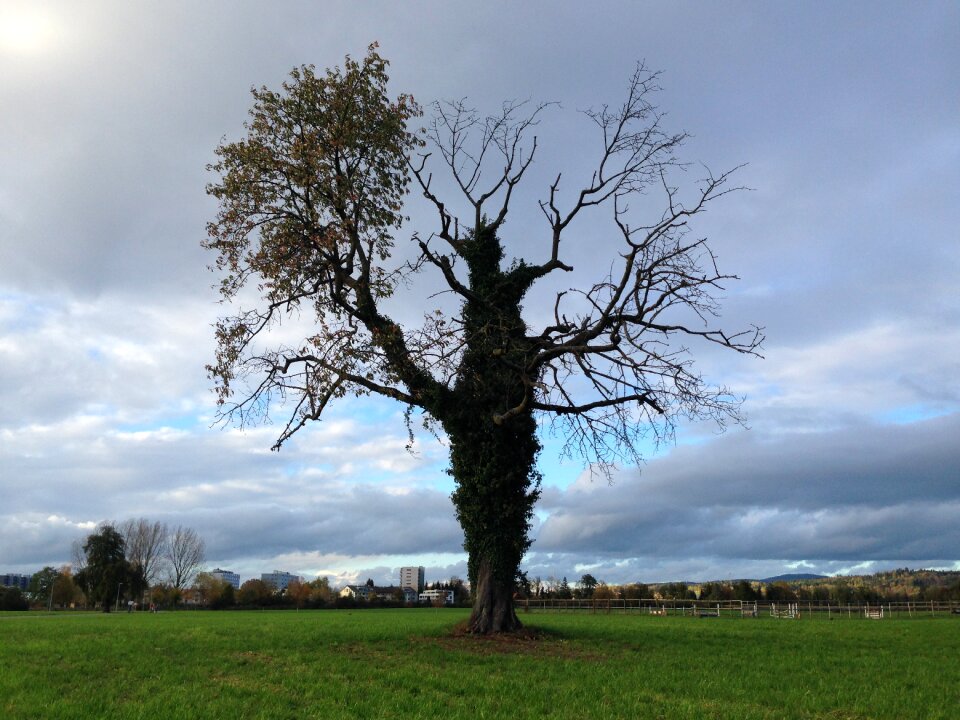 Nature old abendstimmung