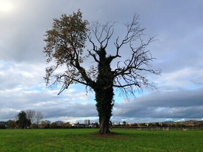Nature old abendstimmung