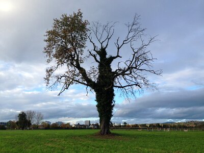 Nature old abendstimmung photo