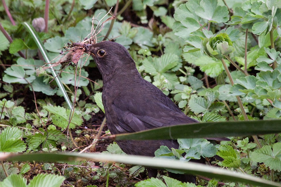 Bird species thrushes