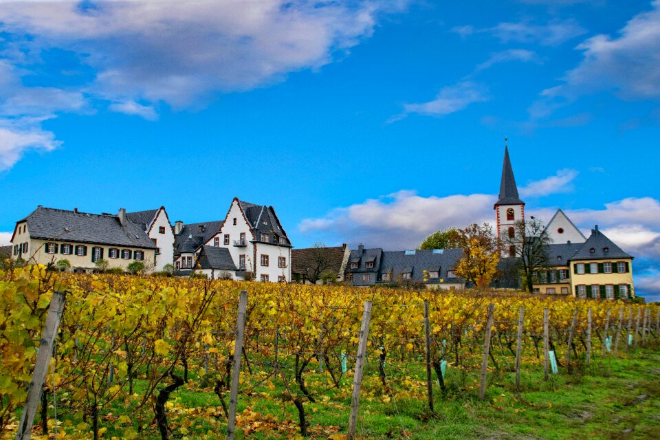 Germany rheingau wine
