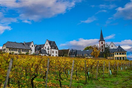 Germany rheingau wine