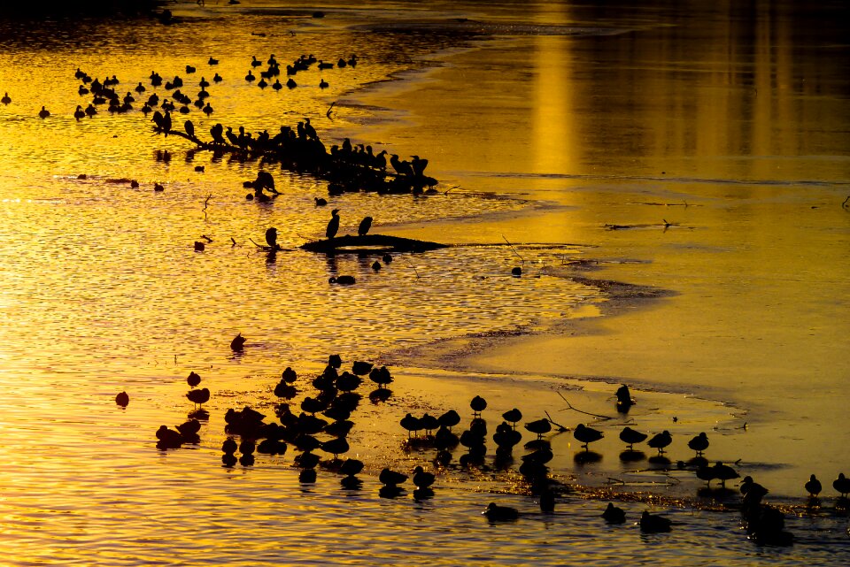 Swan heron cormorants