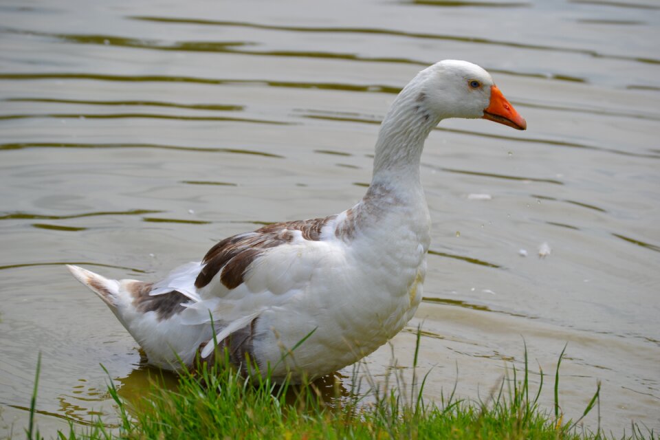 Ornithology wildlife water