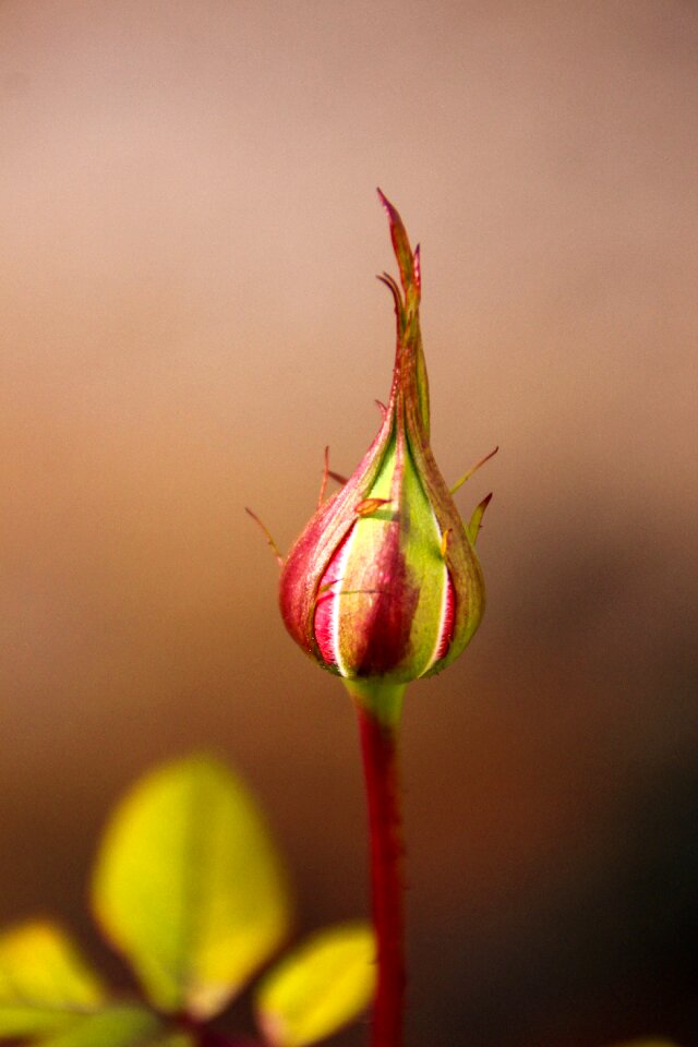 Nature garden macro
