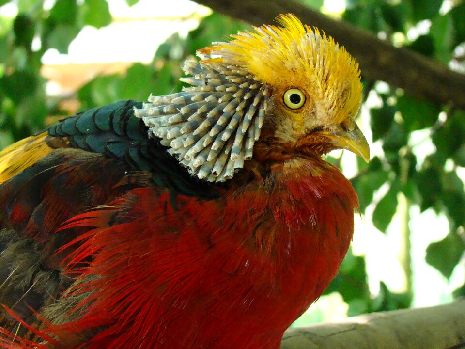 Goldfasan zoo poing