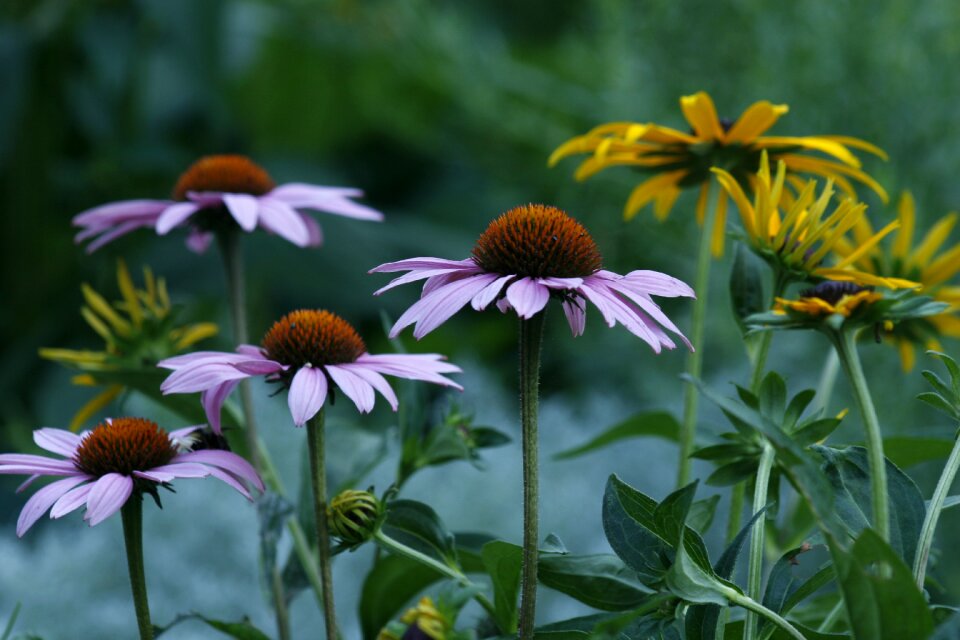 Marguerite flower garden