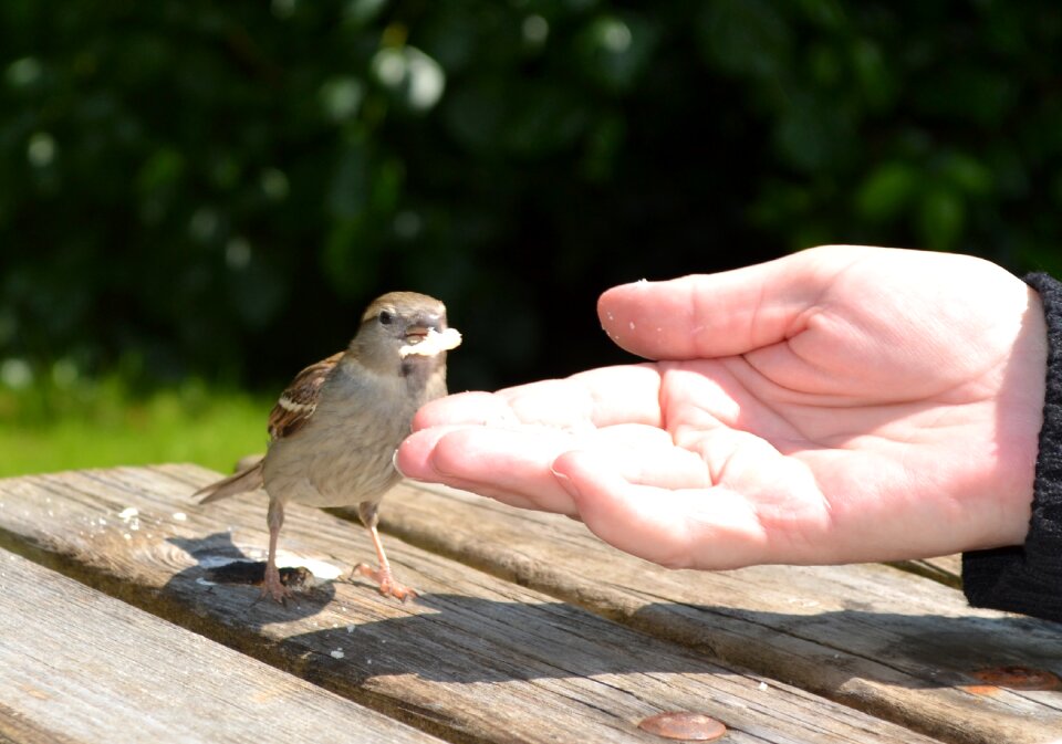 Hand nature wildlife