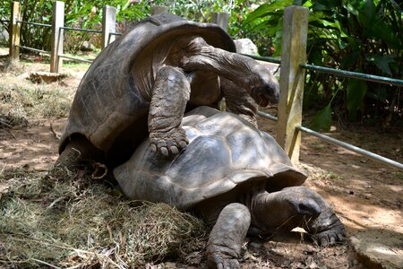 Animal reptile big