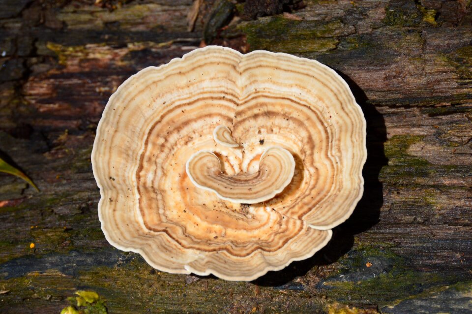 Forest trunk nature