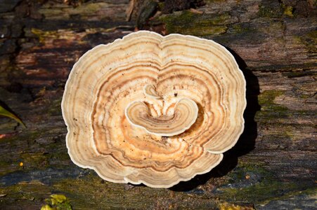 Forest trunk nature
