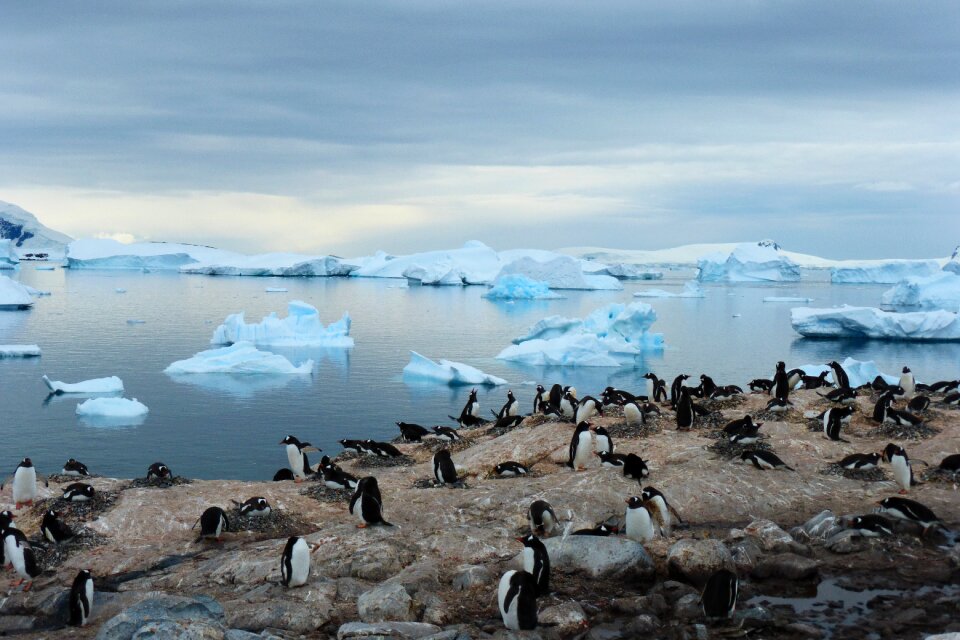 Animal antarctica bluish