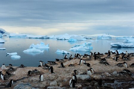 Animal antarctica bluish photo
