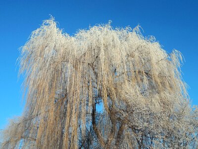 Cold sky wintry photo