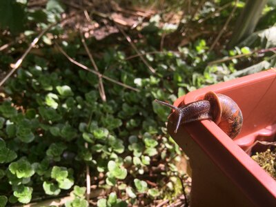 Snail shell burgundy