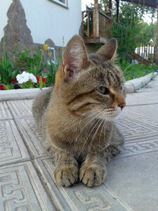 Pokoj watching beauty
