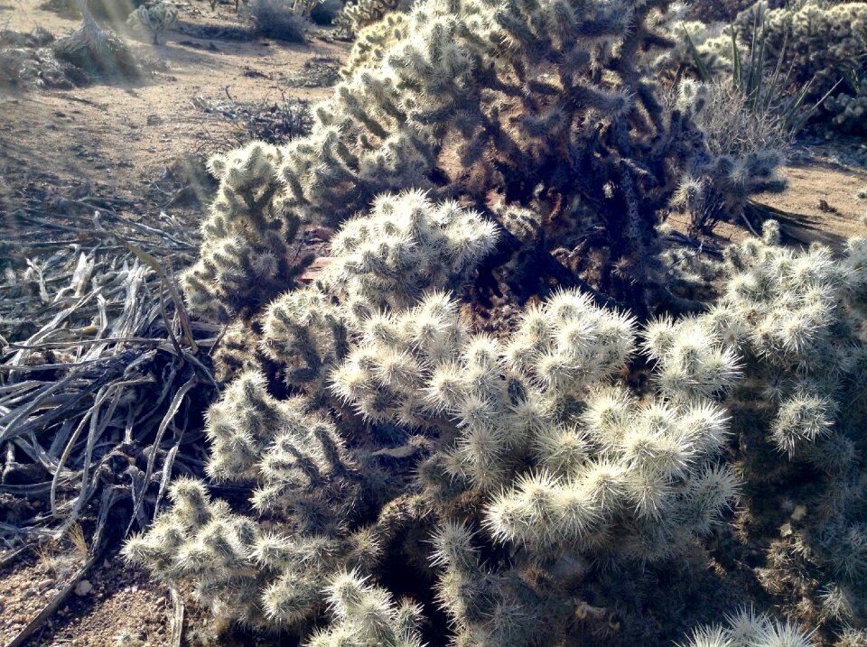 Plant southwest wilderness