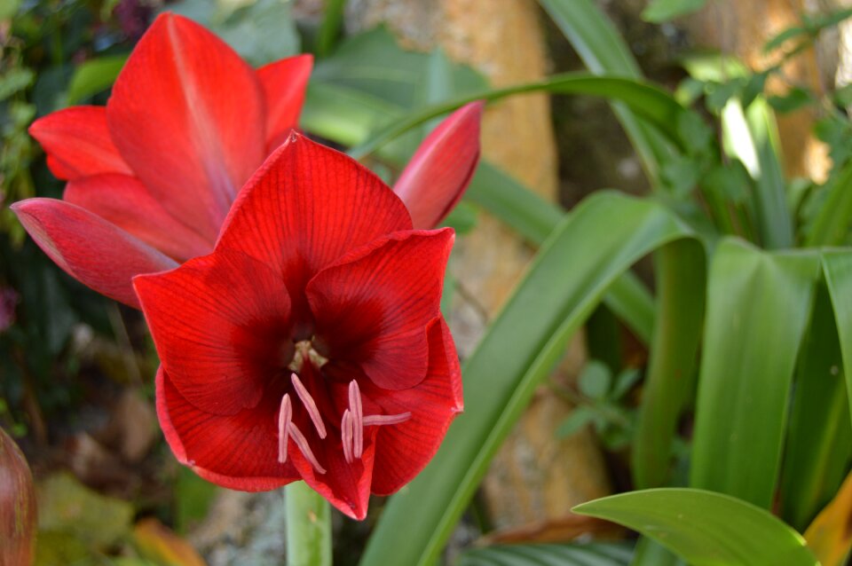 Spring nature lily