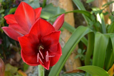 Spring nature lily