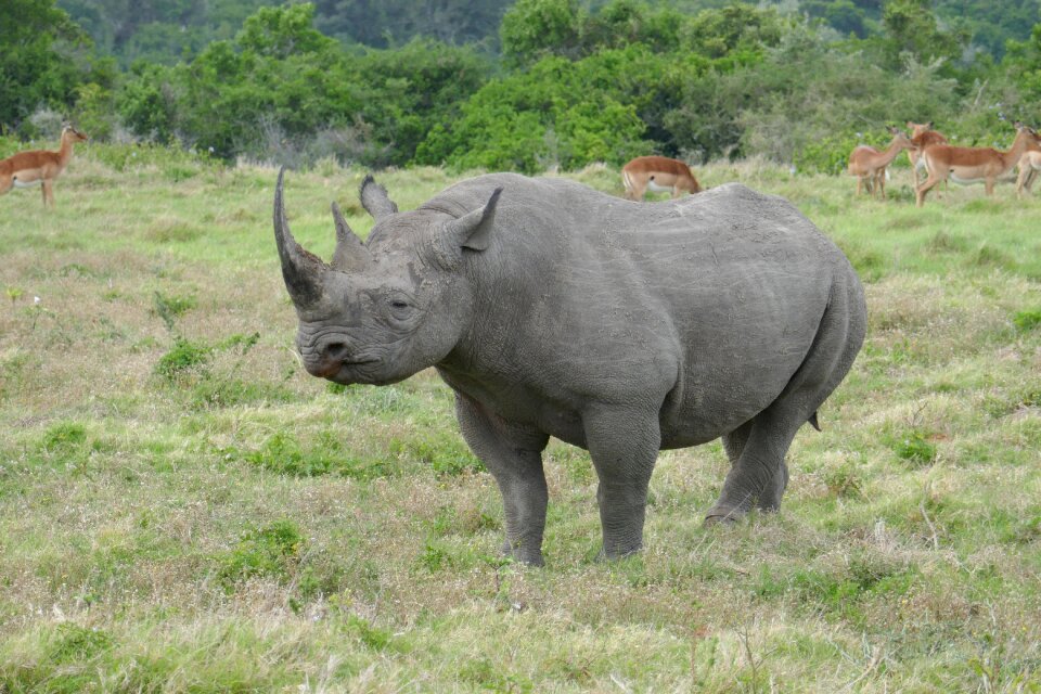 Safari south africa fauna