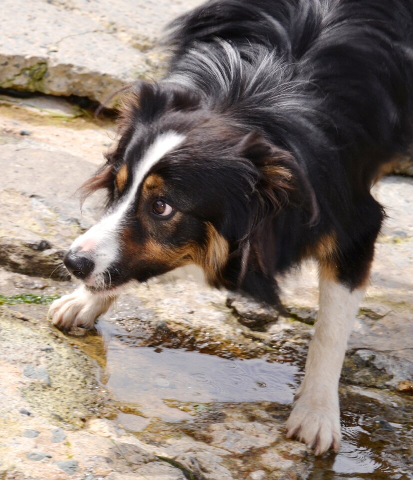 Collie tricolour pet