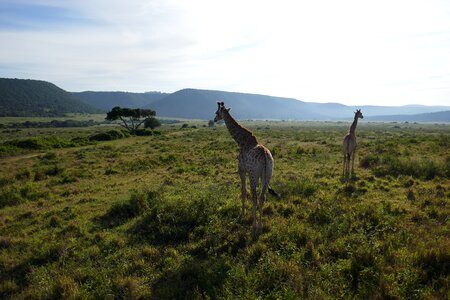 South africa animals grass area photo