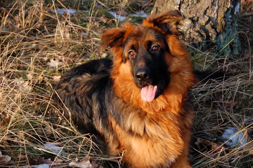 Winter on a walk german shepherd
