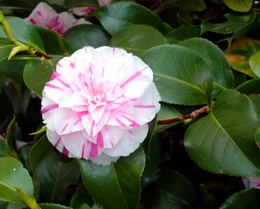 Plant botanical garden photo